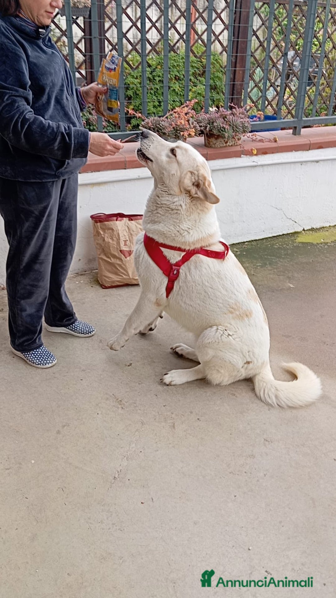 Meticcio cani in regalo: Nuage: cucciolona taglia media socievole  a Città Metropolitana di Genova - Annuncio 18