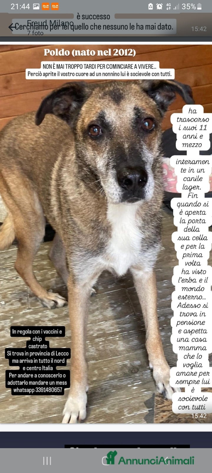 Meticcio cani Poldo DOPO 12ANNI DI LAGER HA VISTO L'ERBA!! LECCO a Città metropolitana di Milano - Annuncio 40