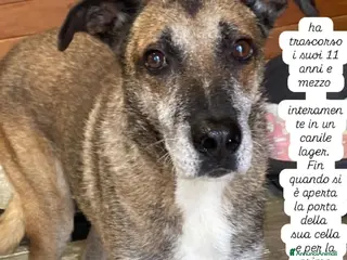 Meticcio cani Poldo DOPO 12ANNI DI LAGER HA VISTO L'ERBA!! LECCO - Annuncio 38