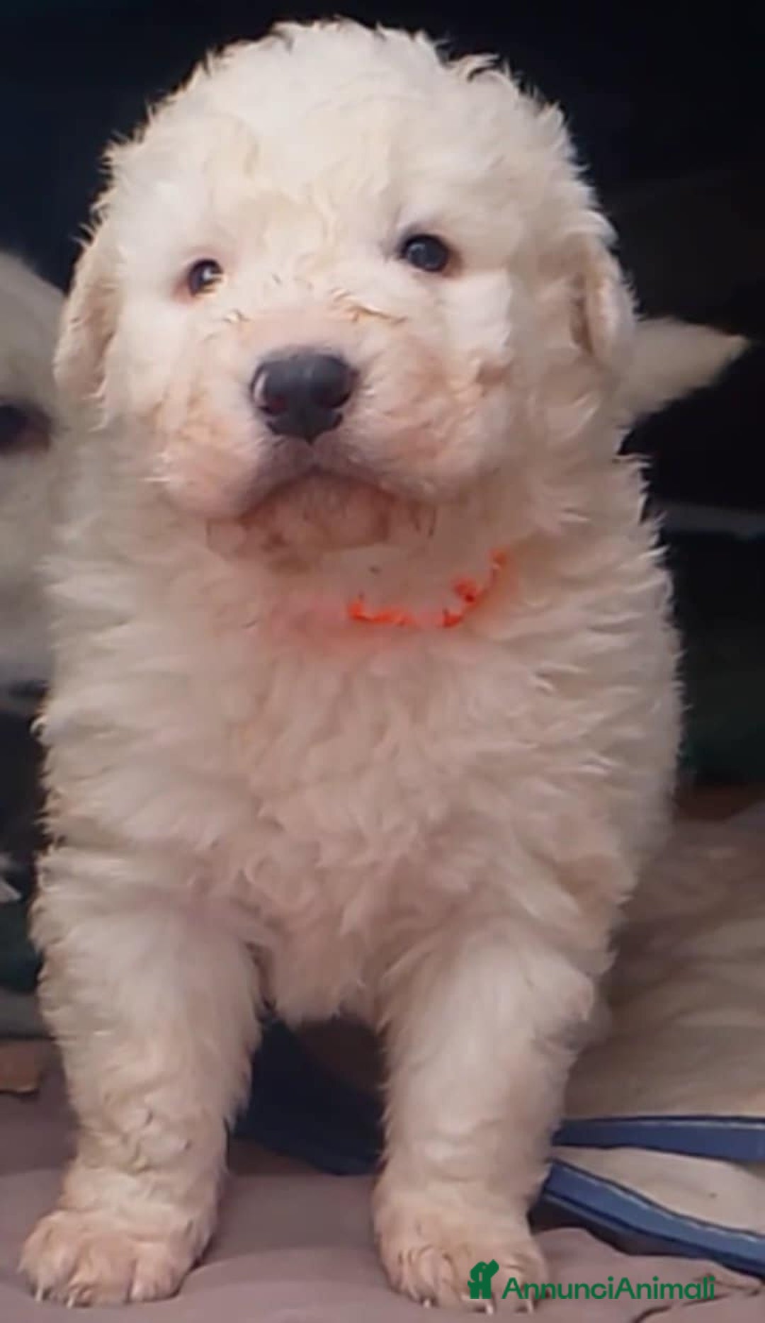 Pastore Maremmano cani in regalo: Cuccioli Pastore Abruzzese Ricci Speronati  - Annuncio 5