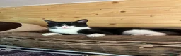 Europeo gatti in regalo: Felix tenerissimo micino bianco e nero a Milano a Città metropolitana di Milano - Annuncio 6