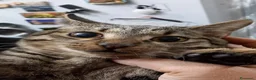 Europeo gatti in regalo: Tenero micino in adozione, TIGRO! - Annuncio 3