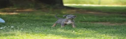 Pitbull cani in vendita: Pit Bull con pedigree anche a rate  - Annuncio 9