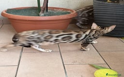 Bengala gatti in vendita: Brown Spotted  a Città metropolitana di Milano - Immagine 10