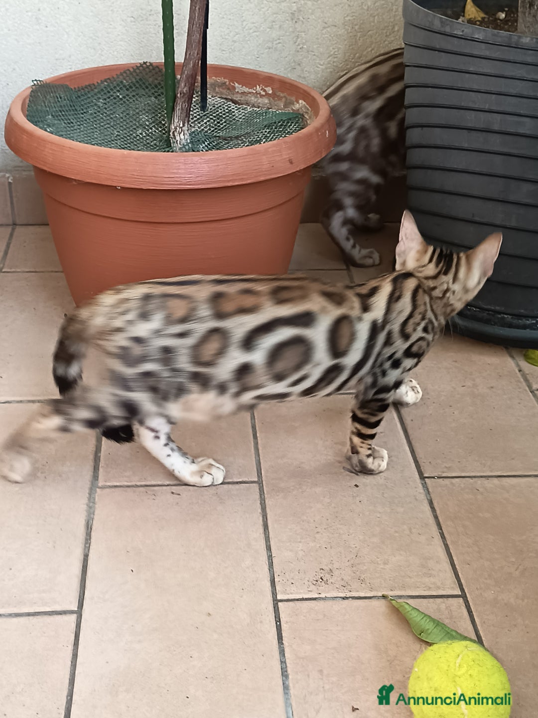 Bengala gatti in vendita: Brown Spotted  a Città metropolitana di Milano - Immagine 10