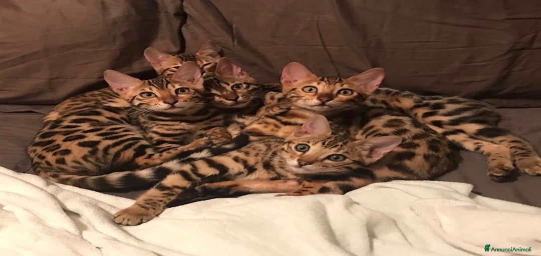 Immagine della galleria {{count}}