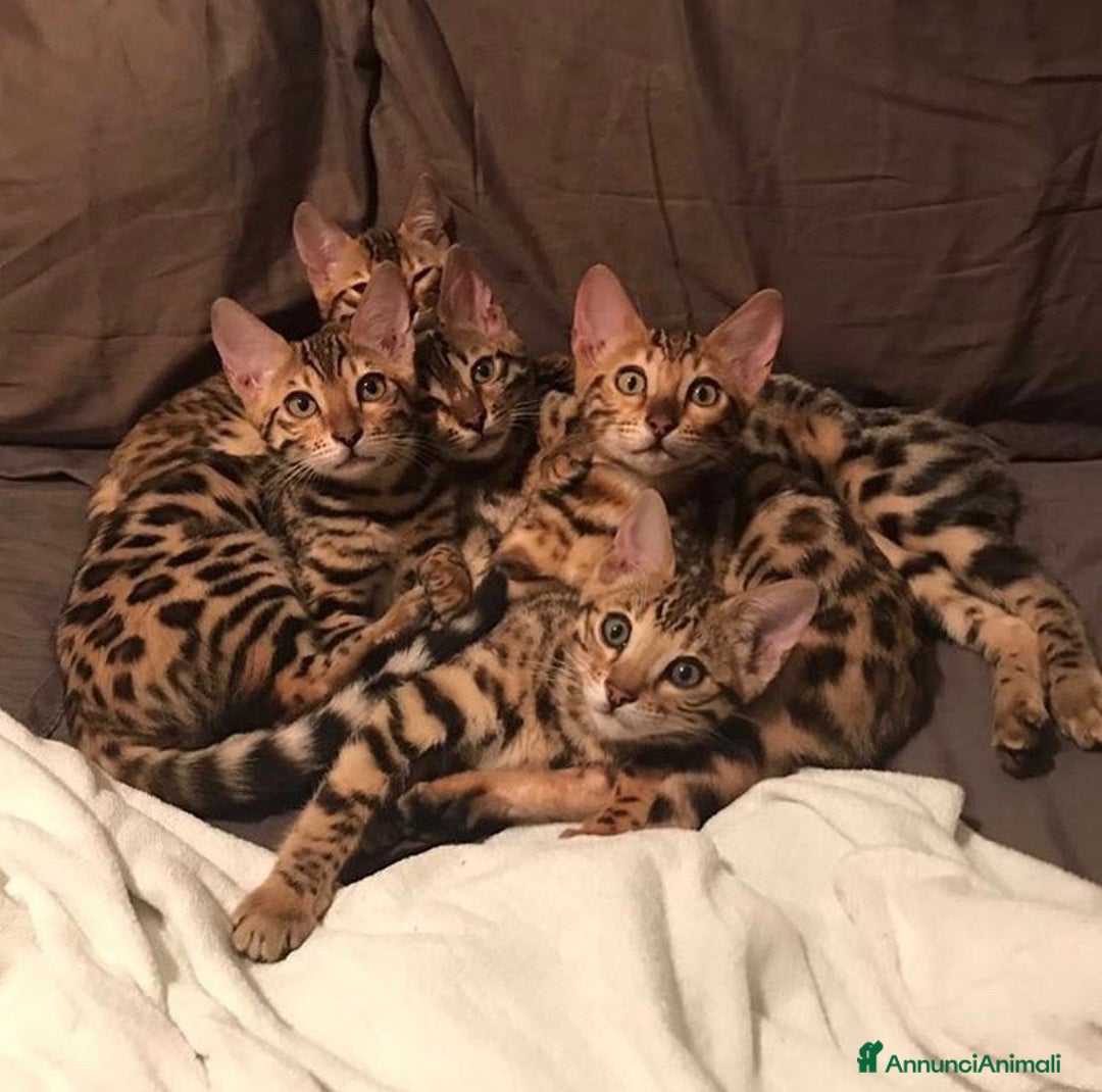 Immagine della galleria {{count}}