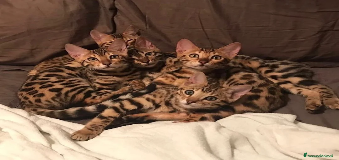 Immagine della galleria {{count}}