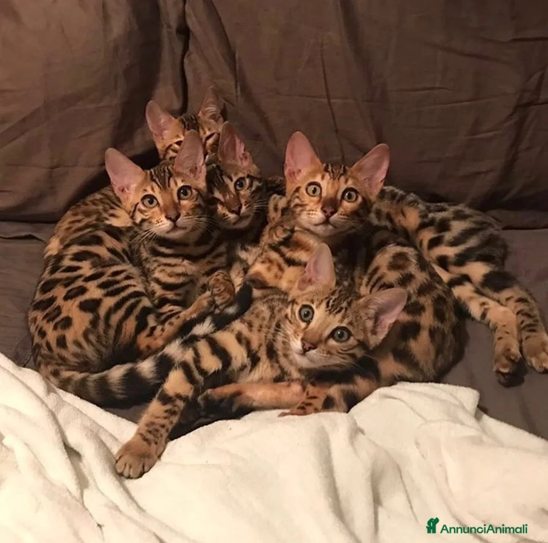 Immagine della galleria {{count}}