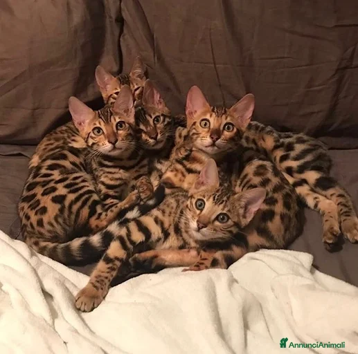 Immagine della galleria {{count}}