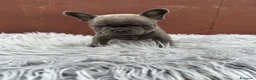Bulldog Francese cani in vendita: Bulldog francesi cuccioli blu - Annuncio 2