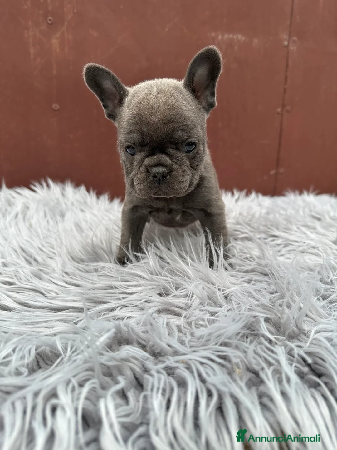 Bulldog Francese cani in vendita: Bulldog francesi cuccioli blu - Annuncio 2