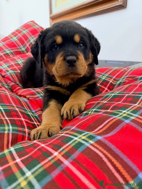 Rottweiler cani Disponibile una splendida femmina di 2 mesi - Annuncio 2