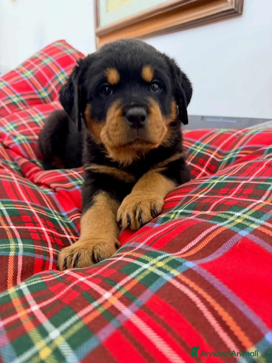 Rottweiler cani in vendita: Disponibile una splendida femmina di 2 mesi - Annuncio 2