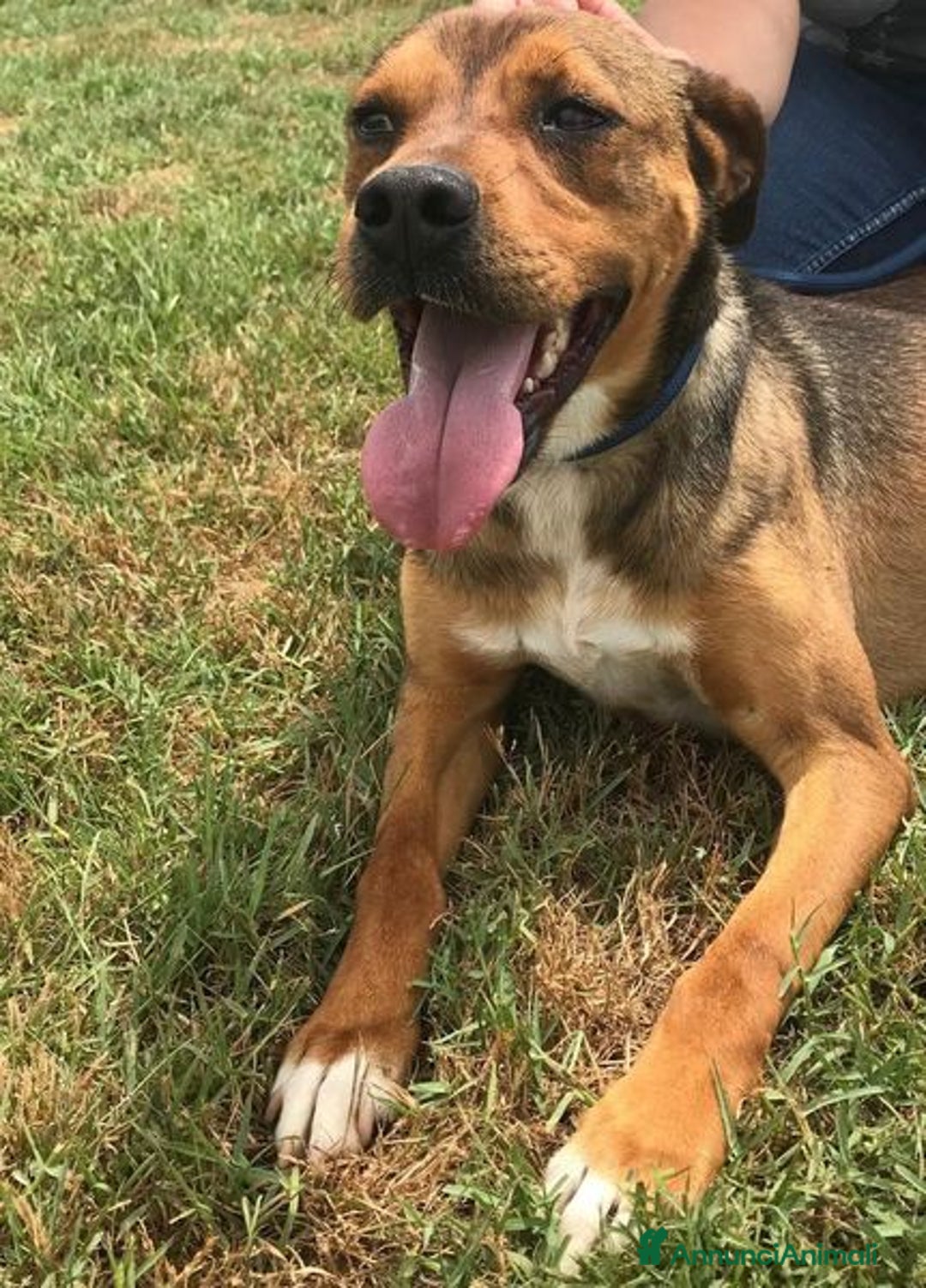 Meticcio cani in regalo: Mango, il cagnolino che si mette in posa - Annuncio 10