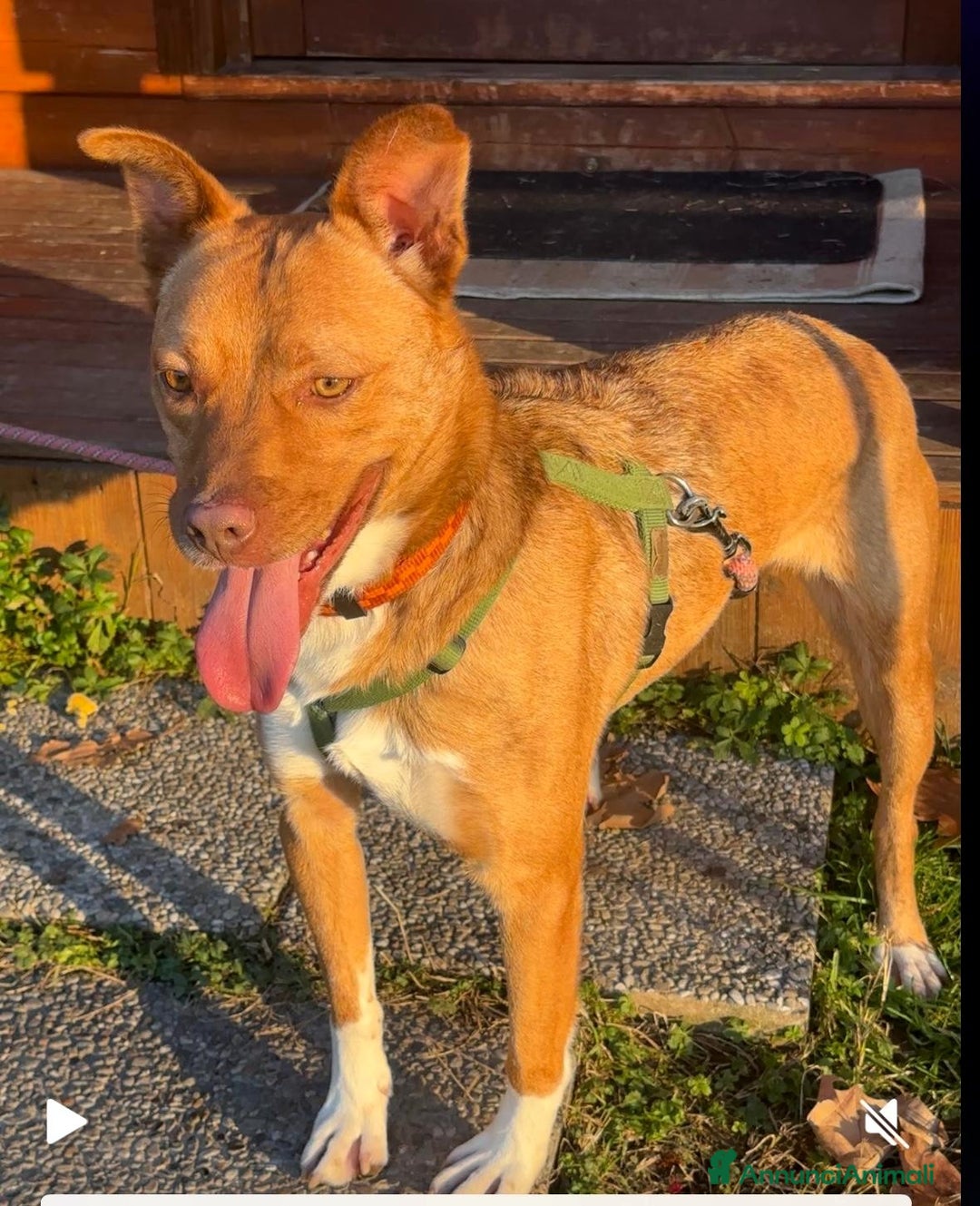 Meticcio cani in regalo: LUCKY BELLISSIMO - Annuncio 5