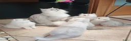 Persiano gatti in vendita: Cuccioli gatto persiano - Annuncio 2
