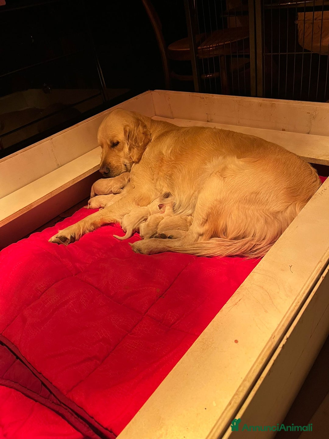 Golden Retriever cani in vendita: CUCCIOLI DI GOLDEN RETRIEVER CON PEDIGREE - Annuncio 3