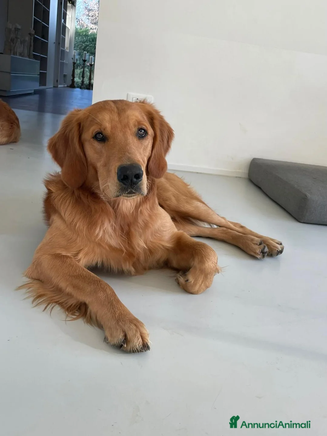 Golden Retriever cani in vendita: Cuccioli di Golden Retriever disponibili - Annuncio 2