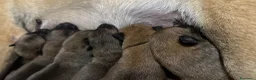 Pastore Belga cani in vendita: Cucciolo pastore belga malinois  - Annuncio 4