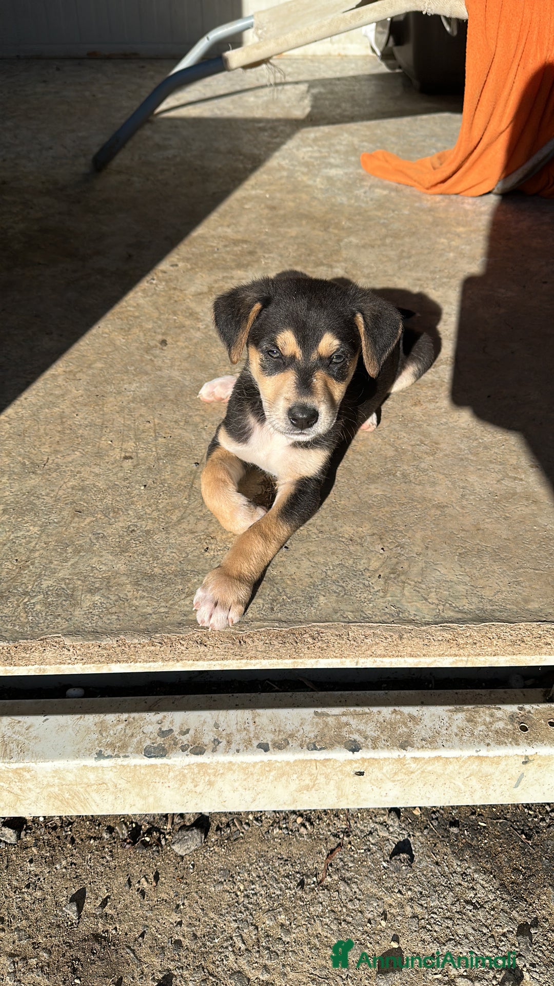 Meticcio cani in regalo: VASCO CERCA ADOZIONE - Annuncio 8