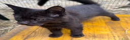 Maine Coon gatti in vendita: Cucciolo black smoke di maine coon (Tequila) - Annuncio 31