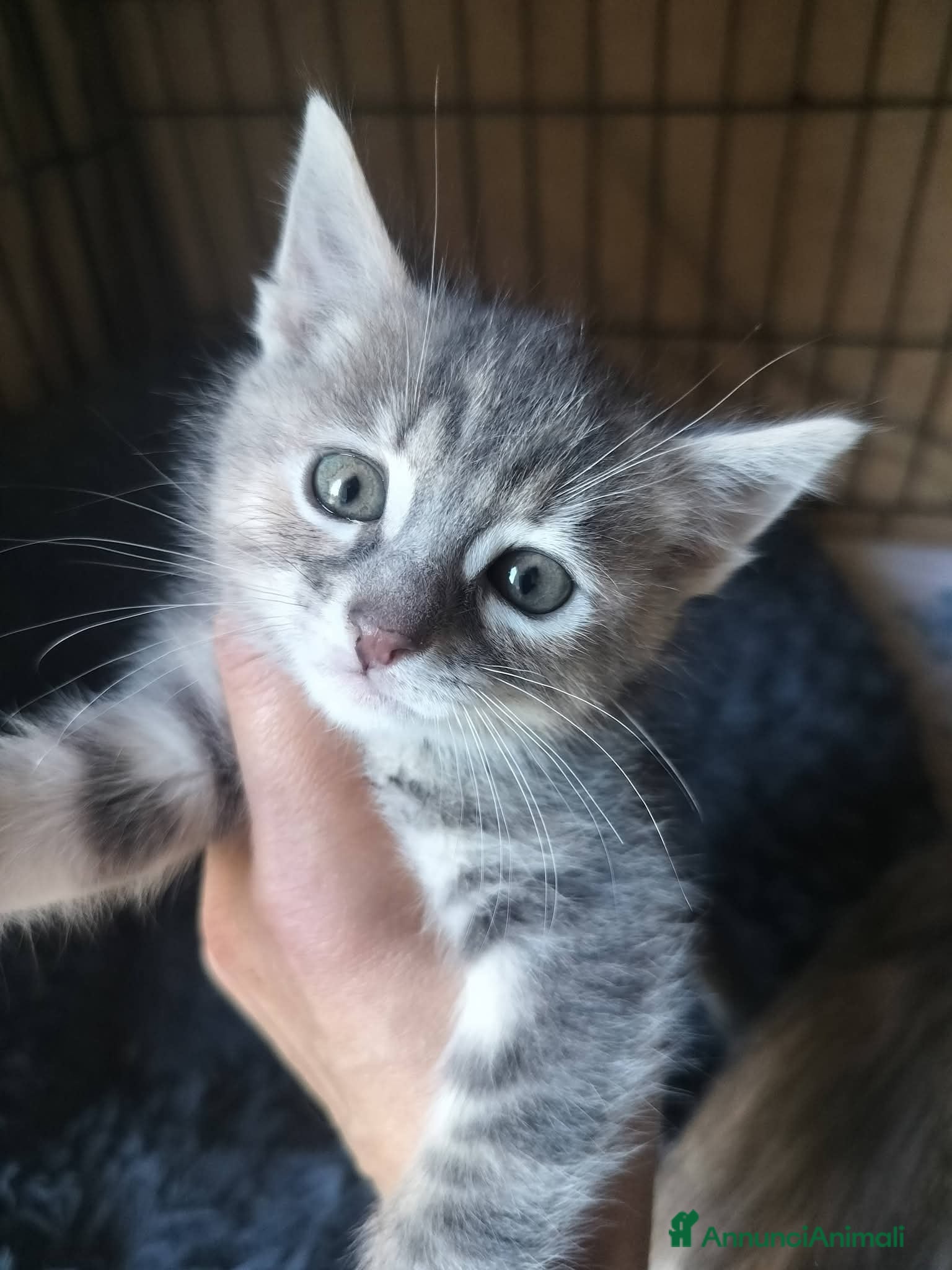 Meticcio gatti 2 femminucce, 2 mesi  - Annuncio 21
