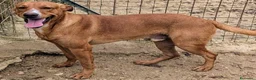 Meticcio cani in regalo: IL SIMPATICO E BELLISSIMO CORFU' - Annuncio 1