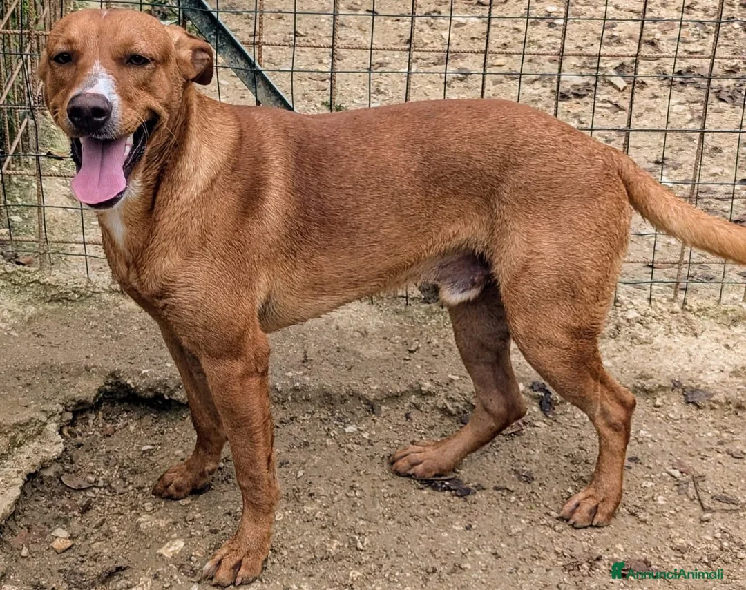 Meticcio cani in regalo: IL SIMPATICO E BELLISSIMO CORFU' - Annuncio 1