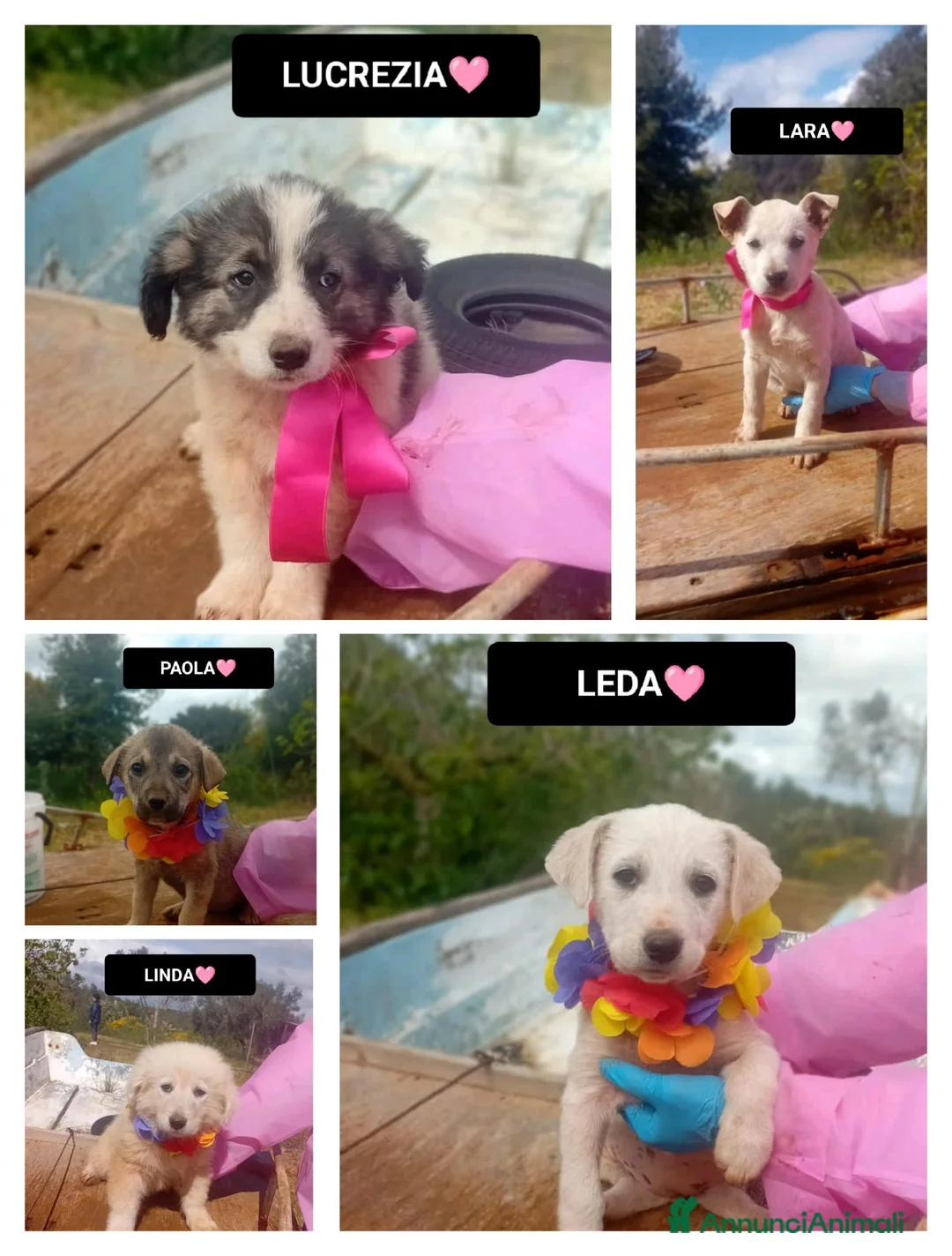 Meticcio cani in regalo: LUCREZIA, LARA, PAOLA, LINDA E LEDA - Annuncio 1