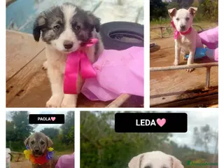 Meticcio cani LUCREZIA, LARA, PAOLA, LINDA E LEDA - Annuncio 34