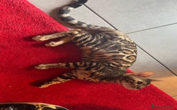 Bengala gatti in vendita: Cuccioli Bengala  a Provincia di Cuneo - Immagine 3