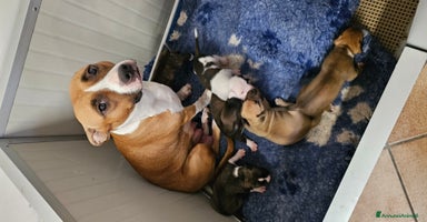 American Staffordshire cani a Province of Bergamo - Annuncio 12