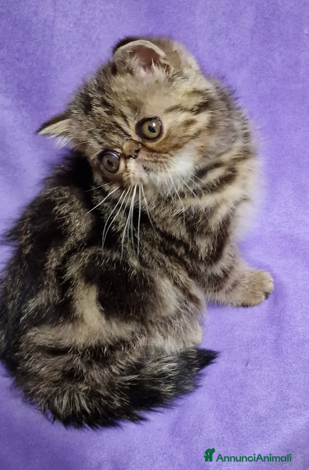 Exotic Shorthair gatti in vendita: Cucciolo exotic shorthair - Annuncio 2