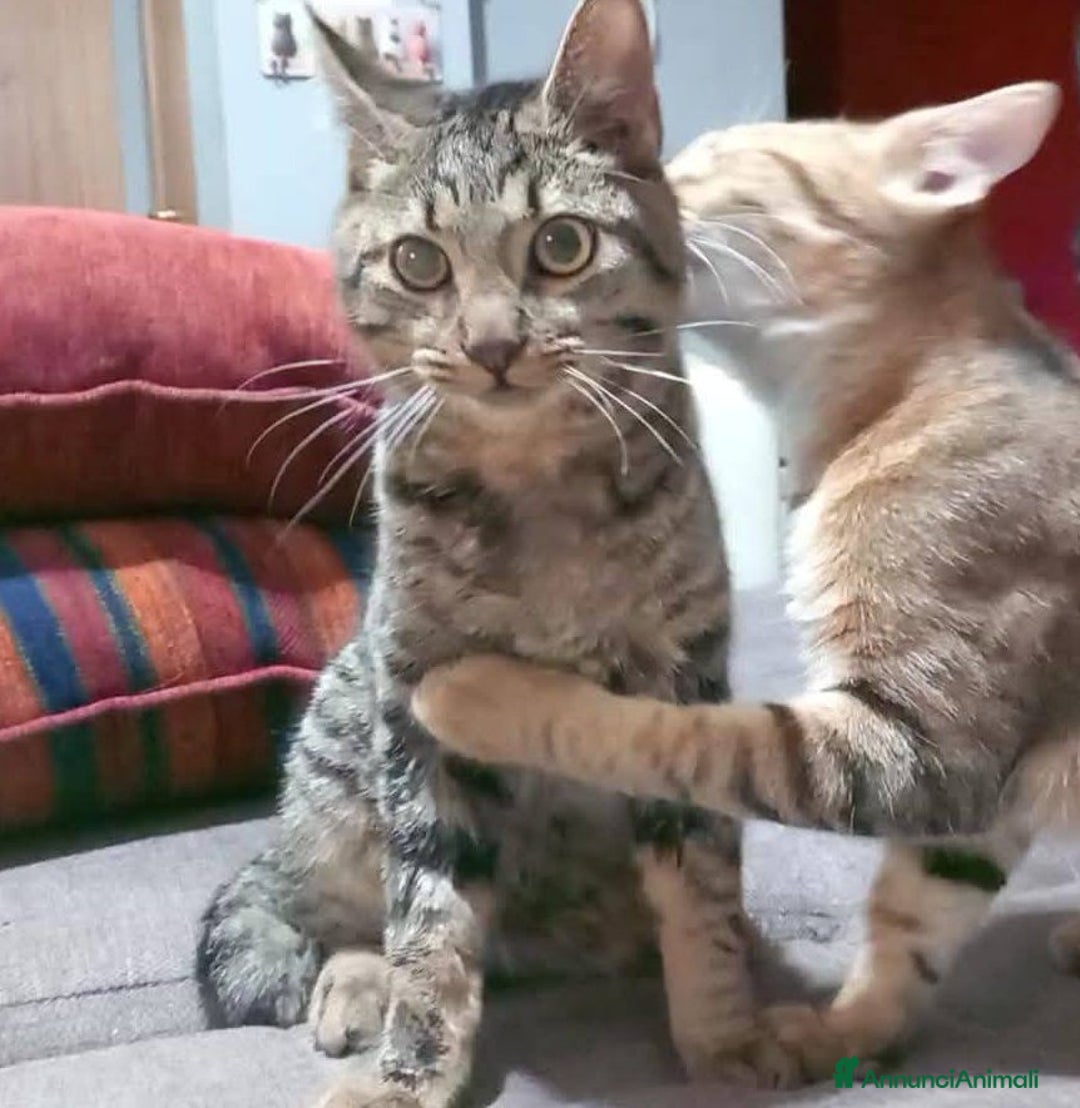 Europeo gatti in regalo: TIGRO, adorabile micino da adottare! - Annuncio 3