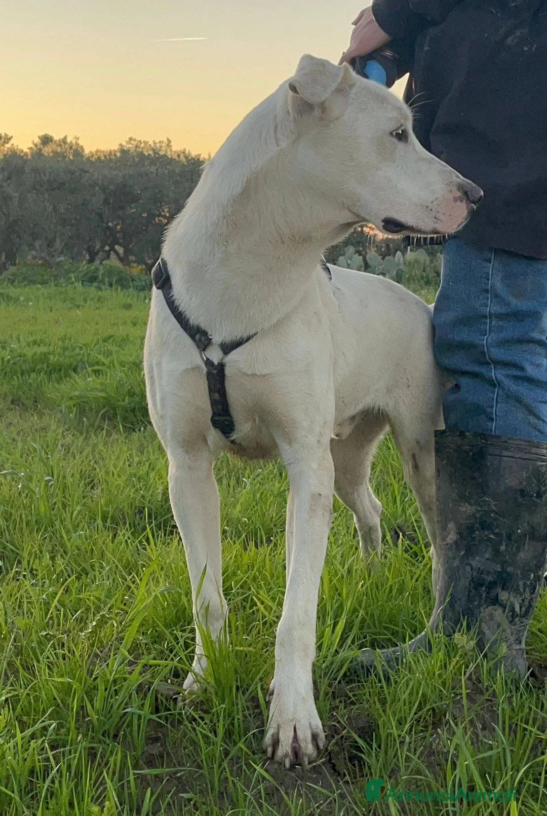 Dogo Argentino cani in regalo: Enea. - Annuncio 3