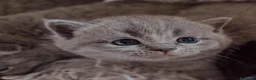 Scottish gatti in vendita: Gattini Scottish Fold & Straight con Pedigree - Annuncio 7