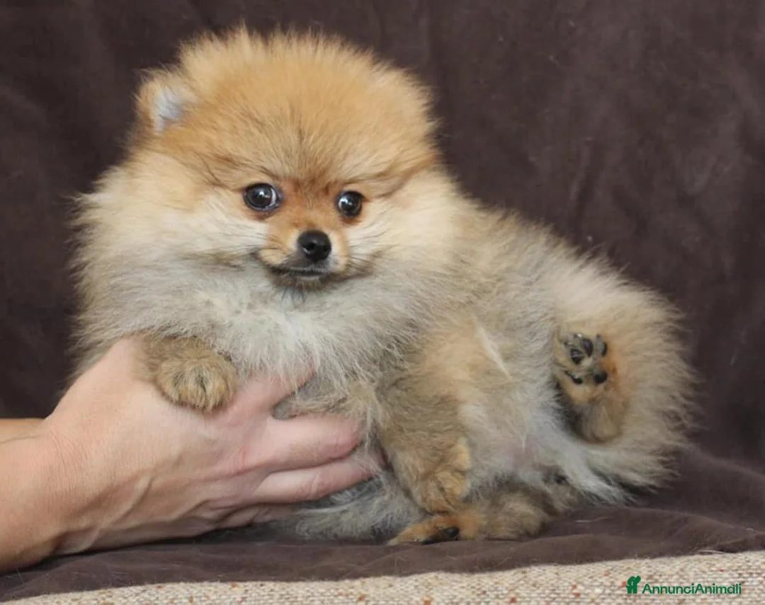 Immagine della galleria {{count}}