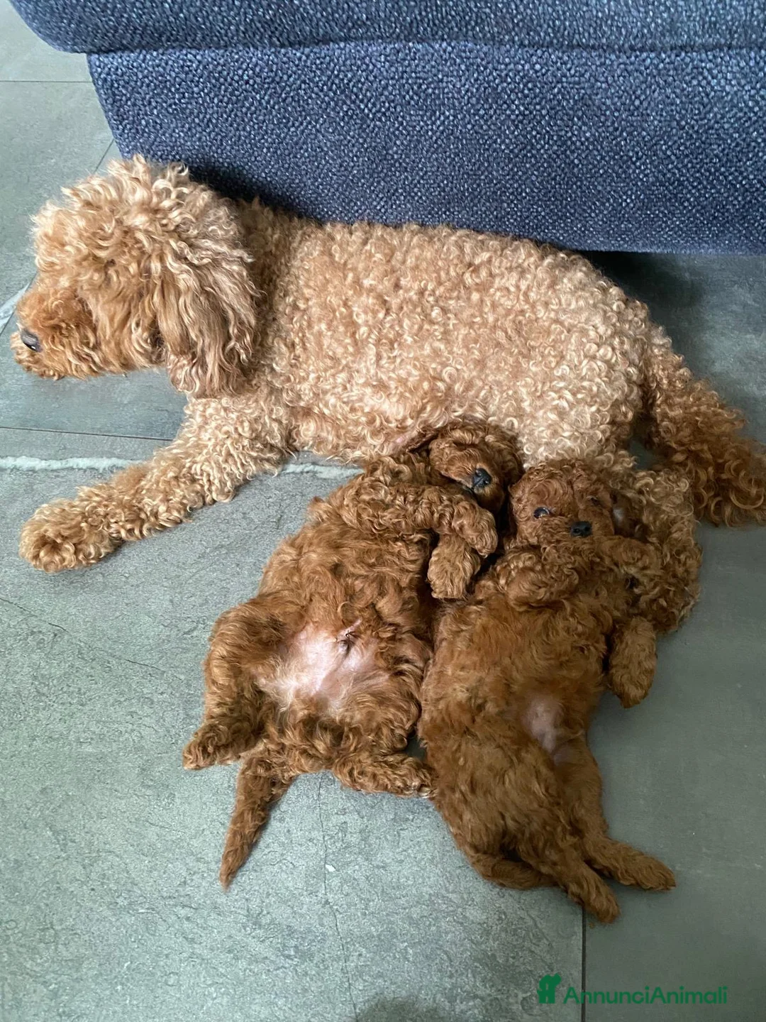 Barboncino Toy cani in vendita: Vendo barboncino toy a Città Metropolitana di Firenze - Annuncio 1