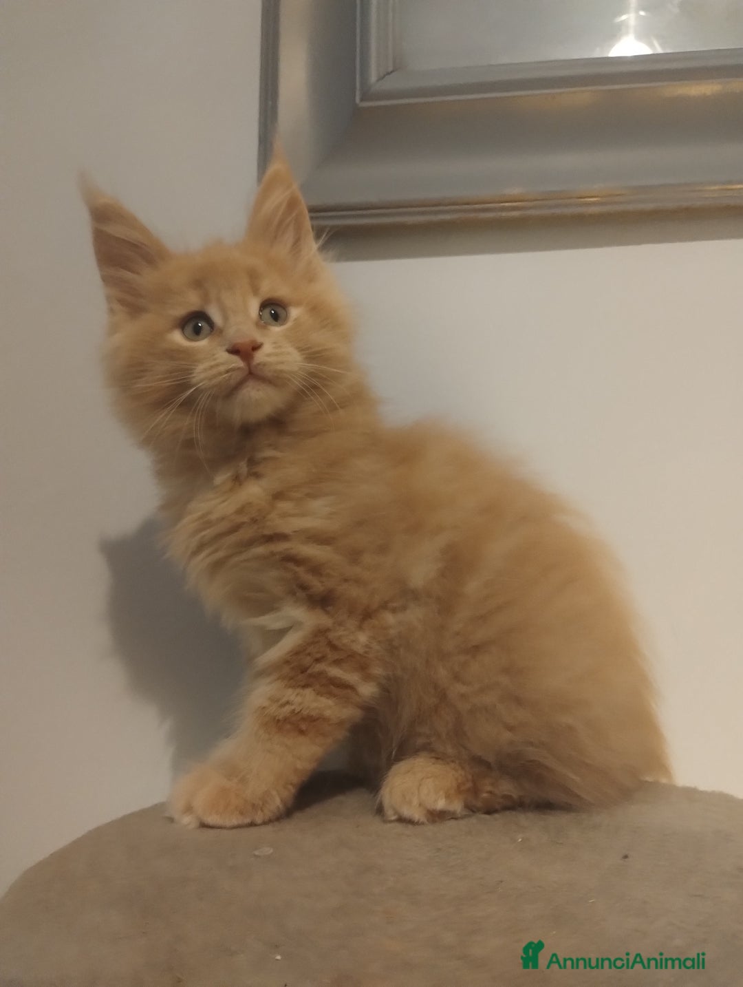 Maine Coon gatti in vendita: Mainecoon con pedigree ANFI  - Annuncio 4