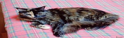 Maine Coon gatti in vendita: Cucciola Maine Coon pedigree ANFI  - Annuncio 4