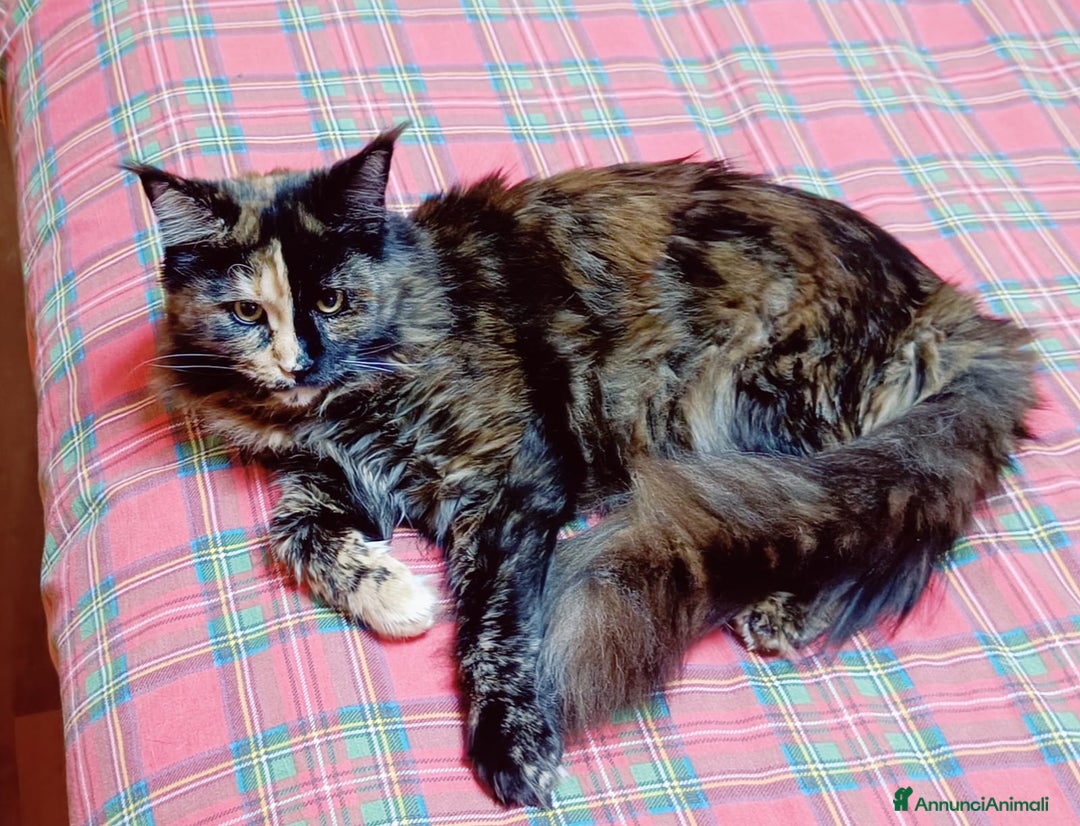 Maine Coon gatti in vendita: Cucciola Maine Coon pedigree ANFI  - Annuncio 4