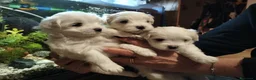 Maltese cani in vendita: Cuccioli maltesi  - Annuncio 9