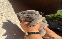 Bulldog Francese cani in vendita: Bulldog francese  a Città metropolitana di Palermo - Immagine 13