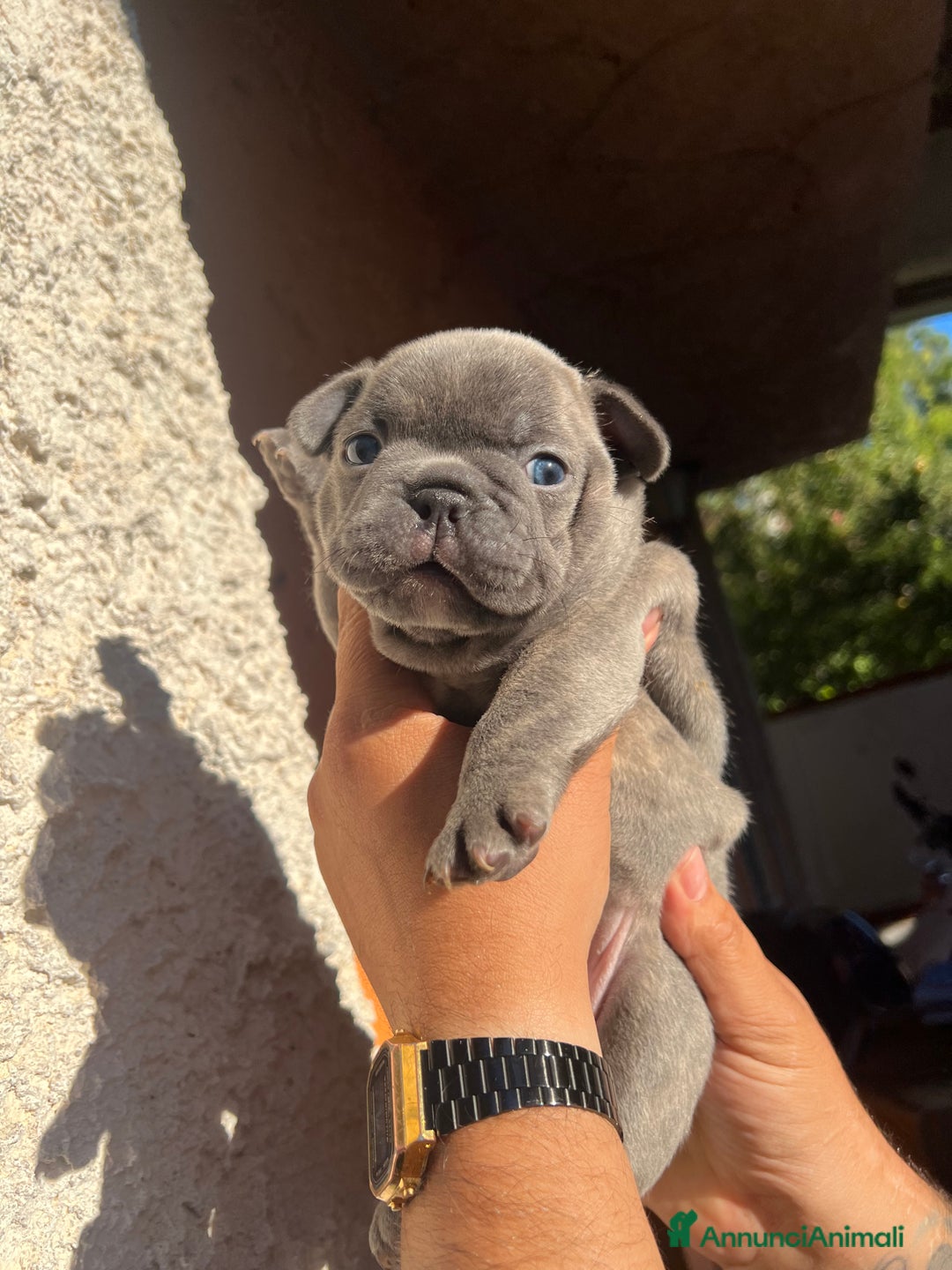 Bulldog Francese cani in vendita: Bulldog francese  a Città metropolitana di Palermo - Immagine 13