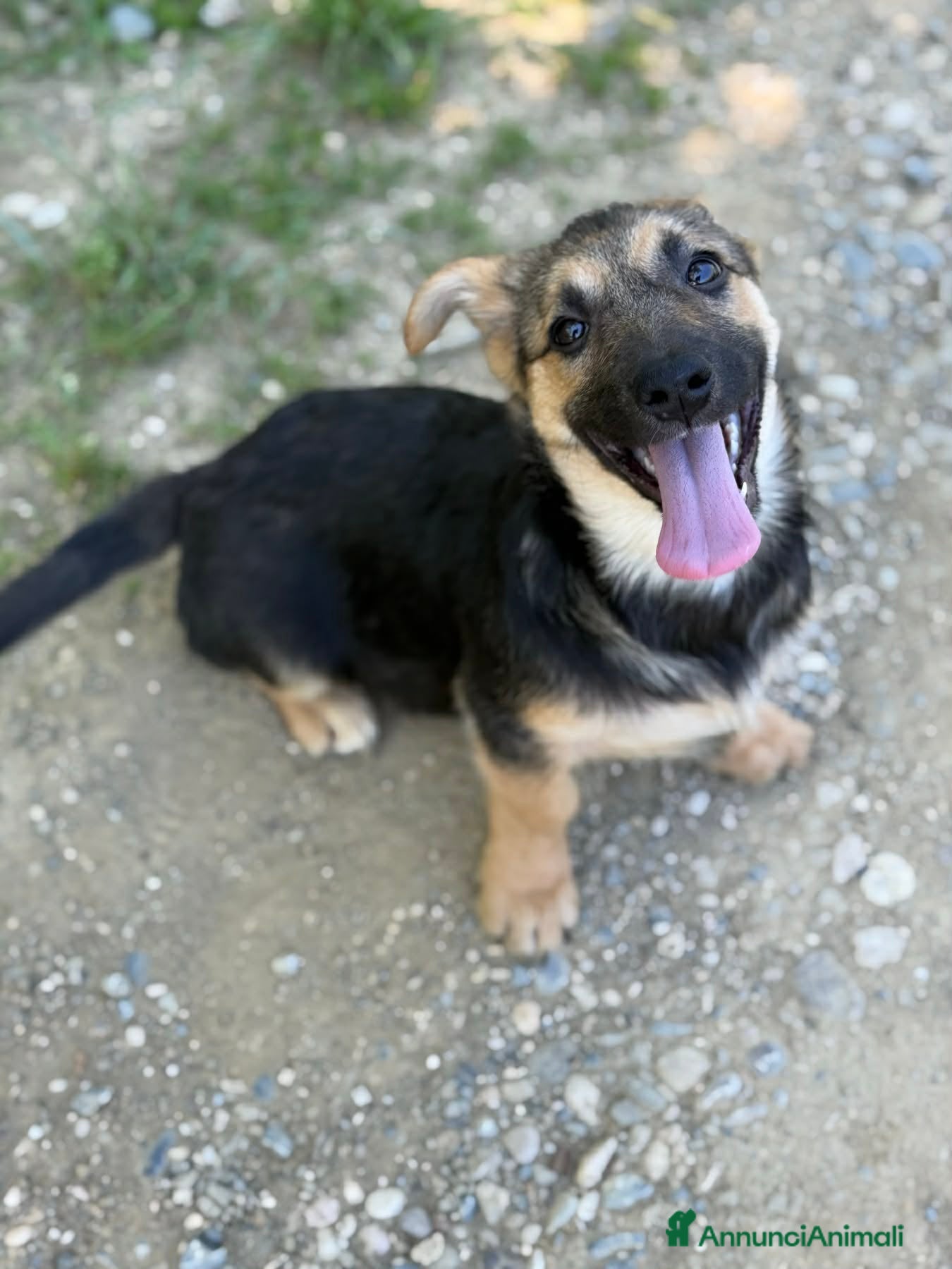Meticcio cani in regalo: VIKY, buffa cucciola ZAMPACORTA! TG MEDIO PICCOLA - Annuncio 7