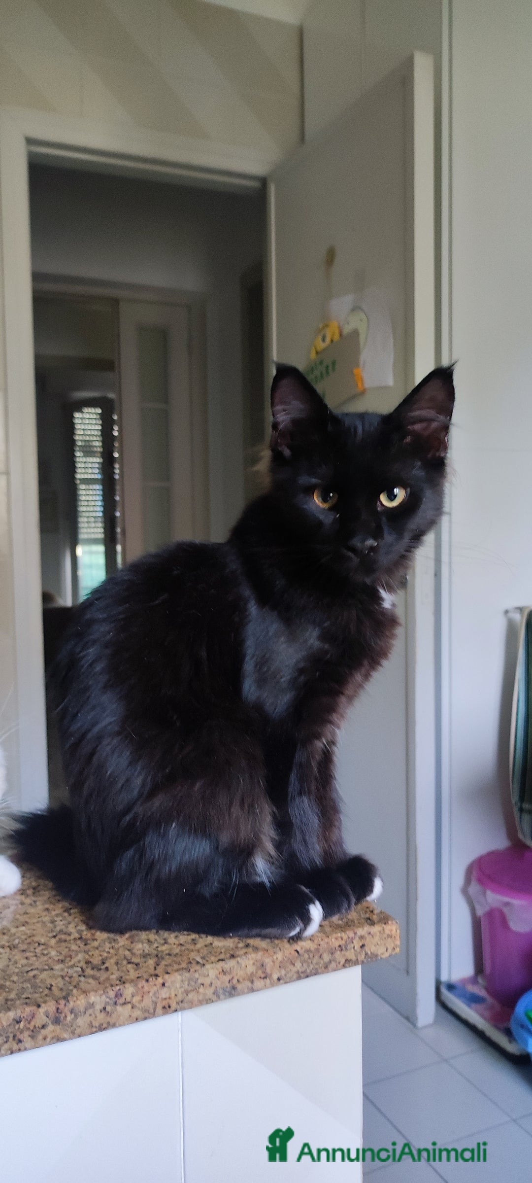 Maine Coon gatti in vendita: Maine coon - Annuncio 3