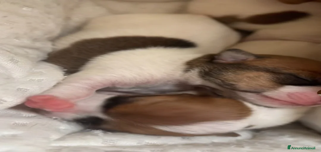 Immagine della galleria {{count}}