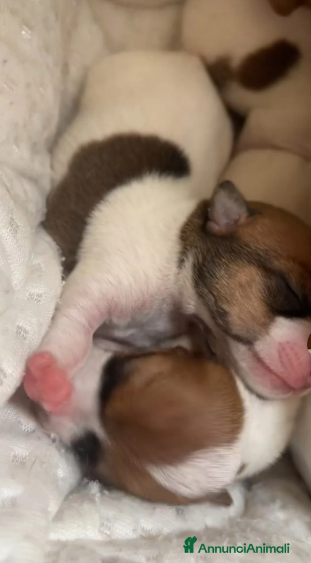 Immagine della galleria {{count}}