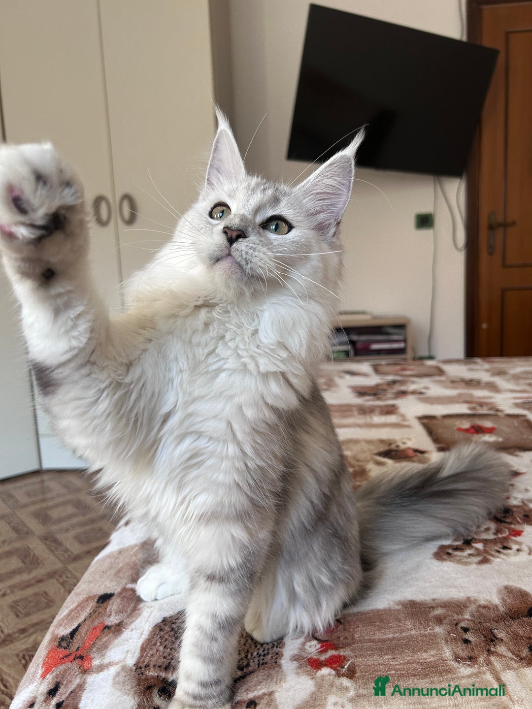 Maine Coon gatti in vendita: Femmina Maine Coon shaded - Annuncio 6